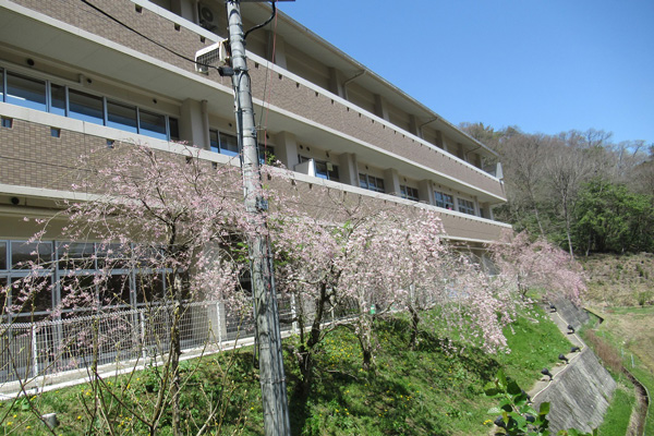 しだれ桜